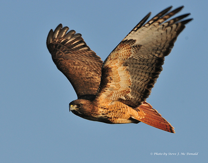 Field Trip | Snow Goose Festival of the Pacific Flyway